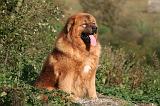 DOGUE DU TIBET 596